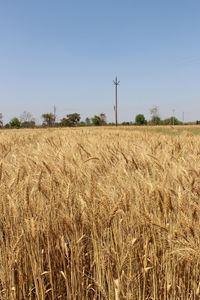Crops growing on field against clear sky