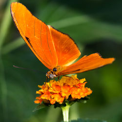 Close-up of butterfly on flower