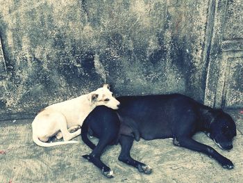 Dog lying down on floor