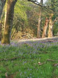 Scenic view of grassy field and trees in forest