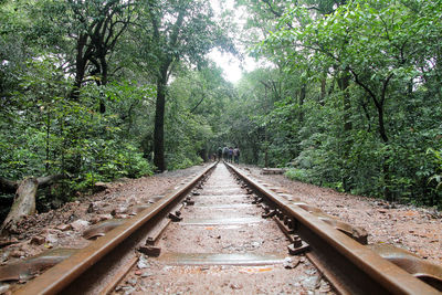 Railroad track passing through forest