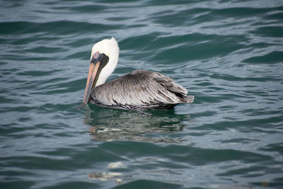 Close-up of duck swimming in lake