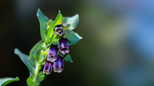 Close-up of purple flowering plant