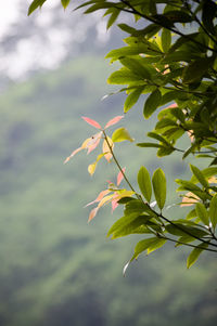 Close-up of maple leaves