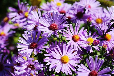 Close-up of pink flowers
