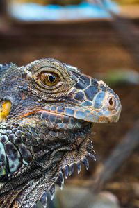 Close-up of lizard