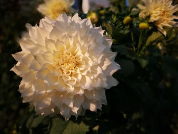 Close-up of white rose blooming outdoors