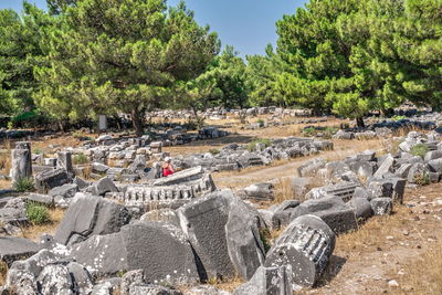 Panoramic view of rocks and trees