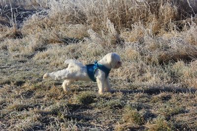 Dog on field