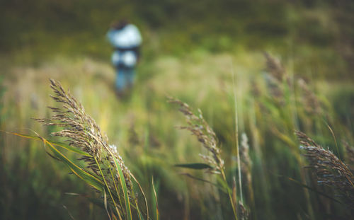 Wheat growing on field