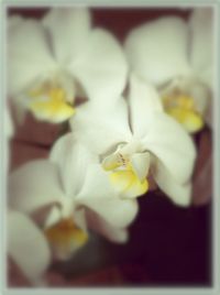 Close-up of white flowers