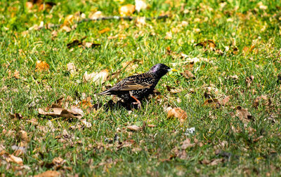 Close-up of a bird on field