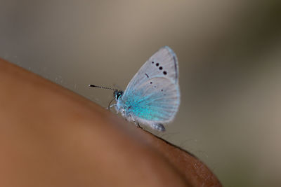 Close-up of butterfly