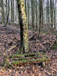 Trees growing in forest