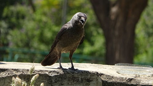 Close-up of sparrow perching on wood