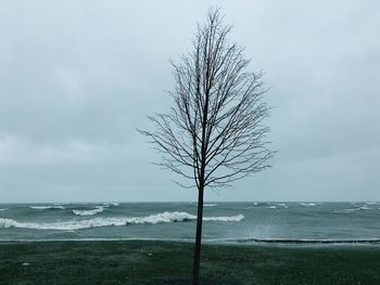 Bare tree by sea against sky