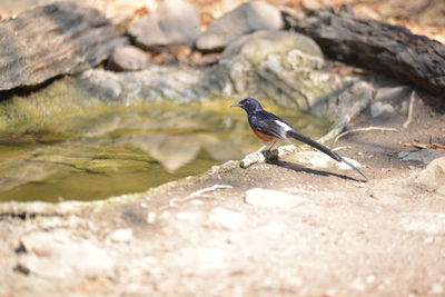 Close-up of bird perching on rock