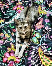 High angle portrait of cat relaxing on bed