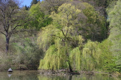 Scenic view of lake in forest