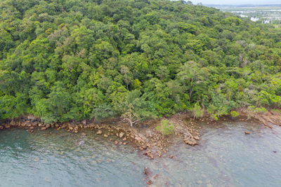 Scenic view of river amidst trees in forest