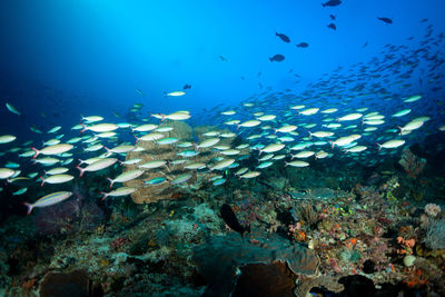 Fish swimming in sea