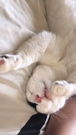 Close-up of cat sleeping on bed