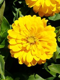 Close-up of yellow flower blooming outdoors