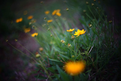 Flowers blooming in sunlight