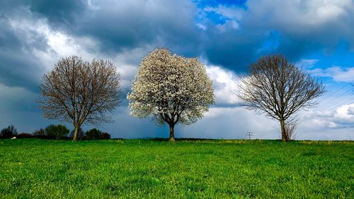 Trees on field against sky