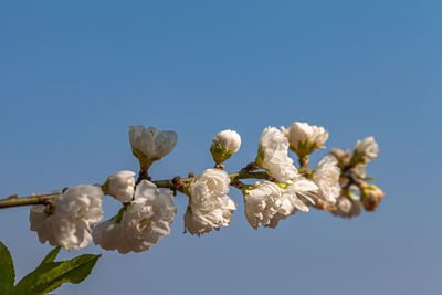 Low angle view of fresh white flowers against clear blue sky