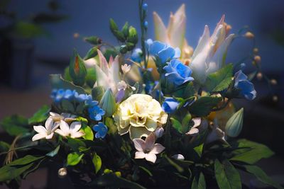 Close-up of flowers