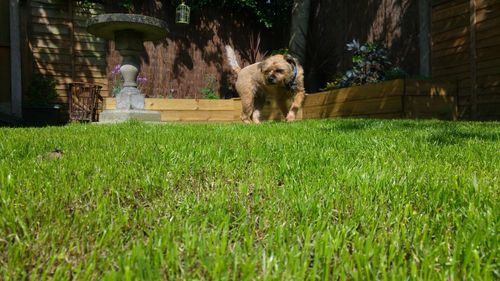 Dog walking in backyard