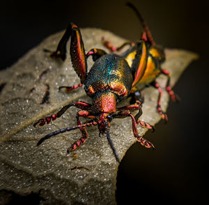 Rainbow bugs on the leaf