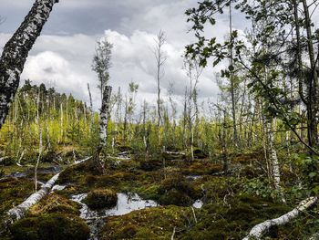 Scenic view of waterfall in forest against sky