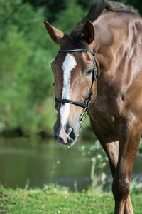 Brown horse standing on field