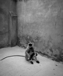 Monkey sitting on land at home