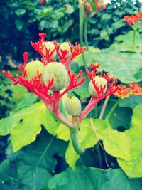 Close-up of red flowers blooming outdoors