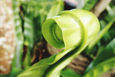 Close-up of fresh green ferns leave