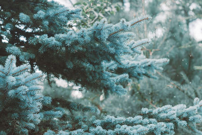 Close-up of pine trees growing in farm during snowfall