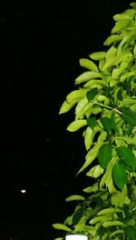 Close-up of plant against black background