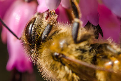 Close-up of flowers against blurred background