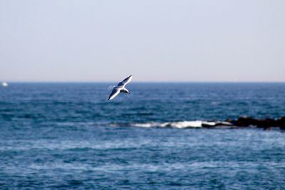 Seagull flying over sea against sky