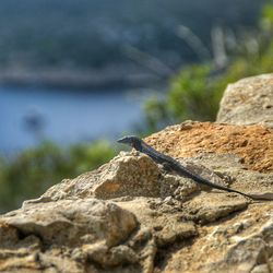 Close-up of lizard on rock