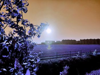 Scenic view of purple flowering plants against sky during sunset