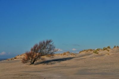 Scenic view of desert against clear blue sky