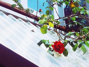 Red roses on plant