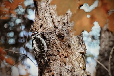 Close-up of insect on tree trunk