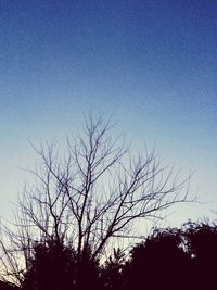 Low angle view of bare tree against blue sky