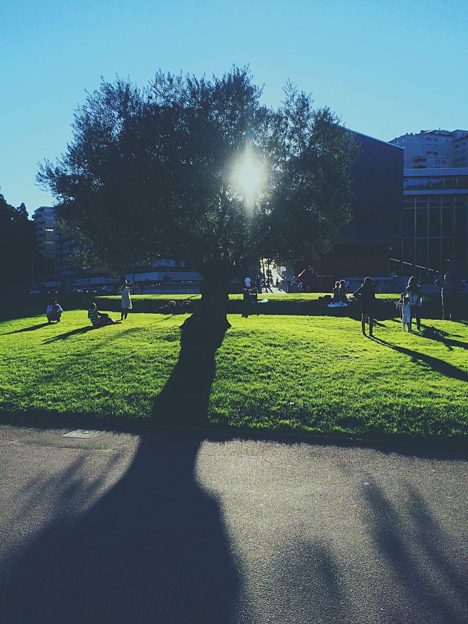 grass, tree, sunlight, shadow, field, green color, growth, building exterior, lawn, grassy, built structure, park - man made space, lens flare, architecture, clear sky, sunbeam, outdoors, nature, sunny, sky