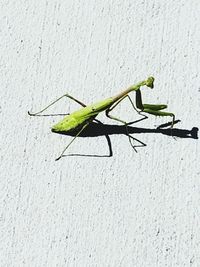 Close-up of grasshopper